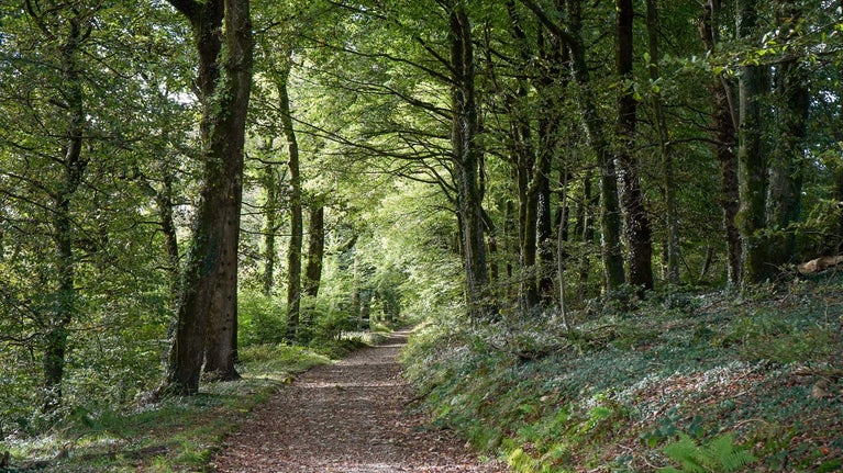 A track in the woods lined by trees on either side